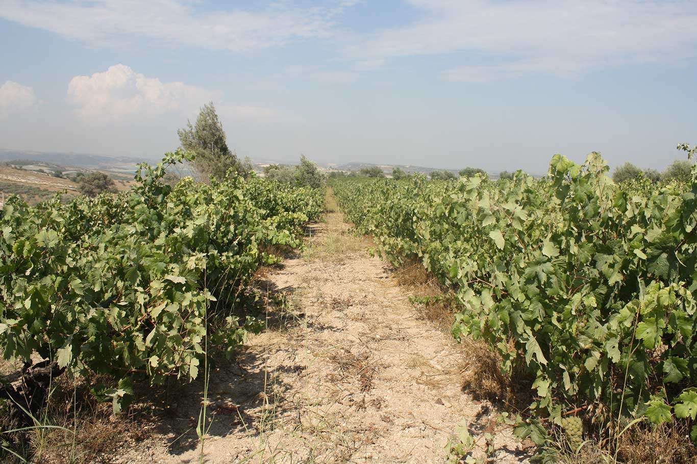 Tarladan sofralara Tarsus Beyazı üzümü Tarladan sofralara Tarsus Beyazı üzümü